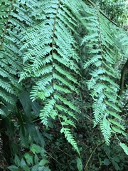 Cyatheaceae