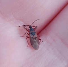 Gastrodes abietum