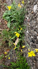 Diplotaxis tenuifolia