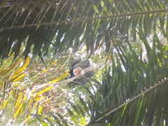 Pan troglodytes verus