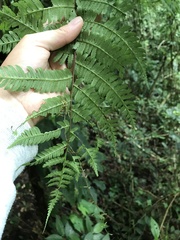 Cyatheaceae