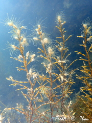 Gongolaria barbata