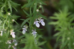Teucrium cubense