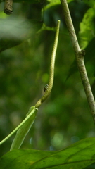 Anthurium fatoense image