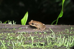 Eleutherodactylus coqui