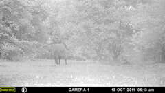 Syncerus caffer nanus