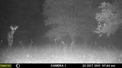 Tragelaphus scriptus