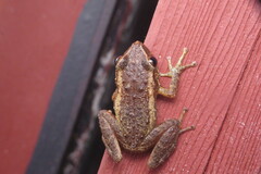 Eleutherodactylus coqui