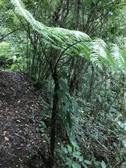 Cyatheaceae