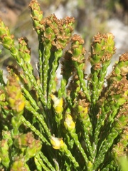 Passerina rigida