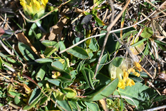 Anthyllis vulneraria alpestris