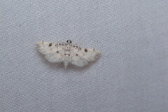 Spilomelinae