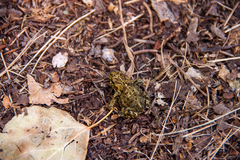 Anaxyrus boreas boreas