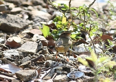 Phylloscopus fuscatus