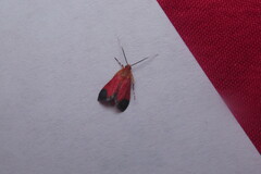 Pyrausta cardinalis