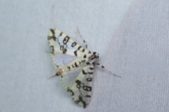 Conchylodes diphteralis