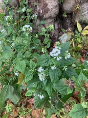 Ageratina altissima