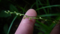 Scleria microcarpa