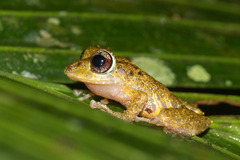Pristimantis cruentus