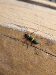 Strongylium rufipes