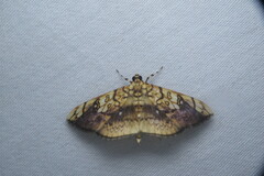 Pantographa