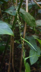 Scleria microcarpa