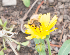 Eristalis tenax