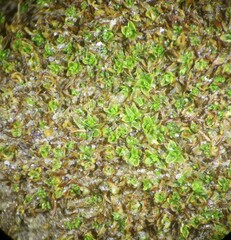 Tortula atrovirens