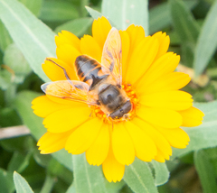 Eristalis tenax