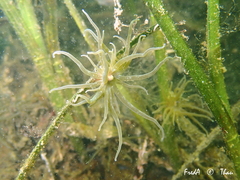 Paranemonia cinerea