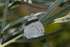 Satyrium sylvinus megapallidum