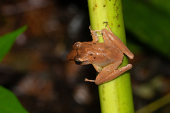 Craugastor crassidigitus