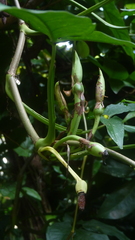 Syngonium
