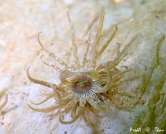 Paranemonia cinerea