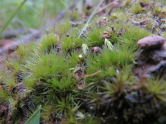 Campylopus introflexus