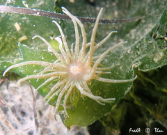 Paranemonia cinerea