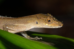 Anolis polylepis
