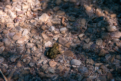 Anaxyrus boreas boreas