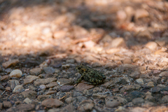 Anaxyrus boreas boreas