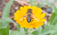 Eristalis tenax