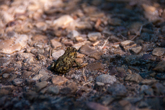 Anaxyrus boreas boreas