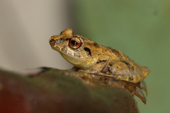 Pristimantis ridens