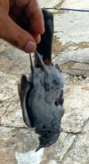 Dumetella carolinensis