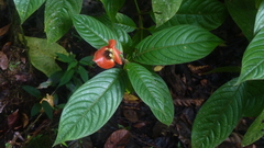 Palicourea tomentosa