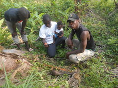 Phataginus tricuspis