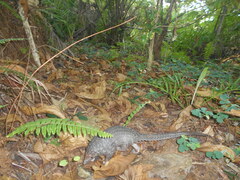 Phataginus tricuspis