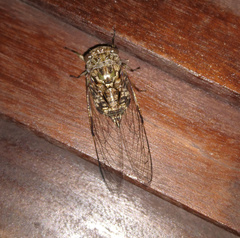 Cicadidae