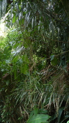 Scleria secans