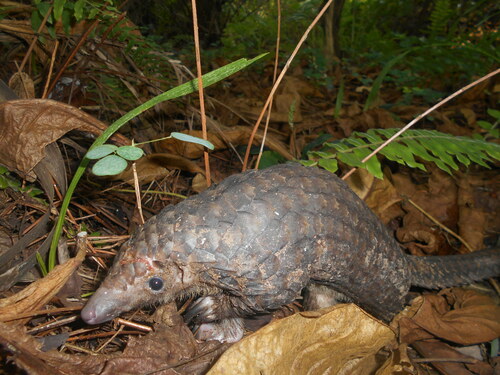 White-bellied Pangolin