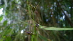 Scleria secans